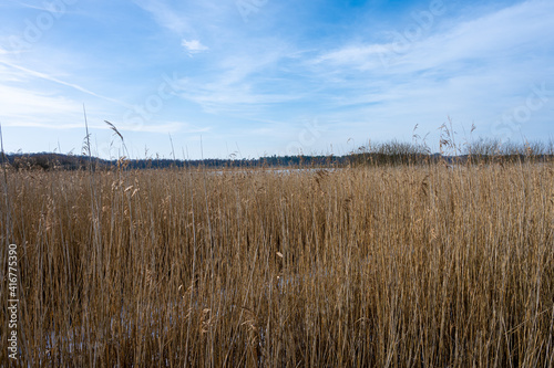 Grass in a marshy wetland. Picture from Lund  southern Sweden