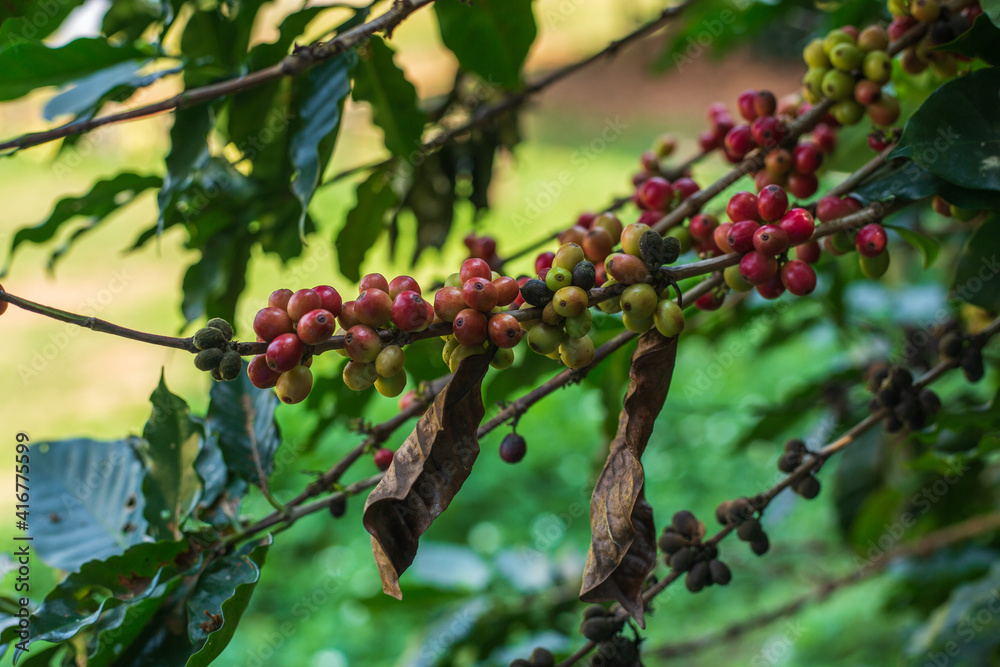 red color of coffee beans on the tree