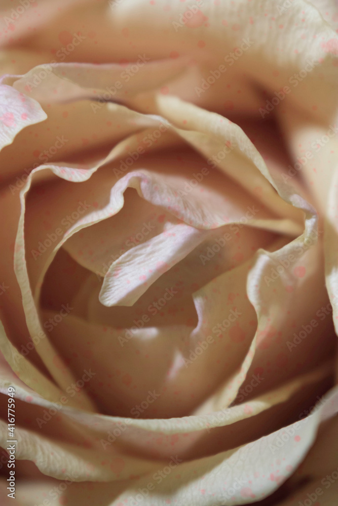 Fototapeta premium Close-up view of rose petals. Background