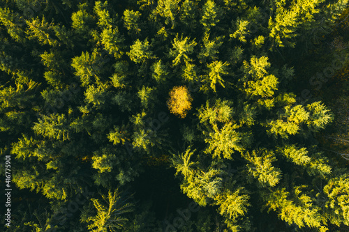Yellow tree in green forest aerial drone view. Fall background. Autumn forest.