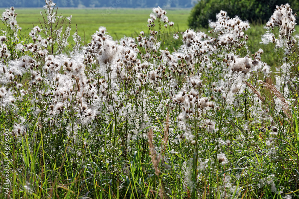 Fototapeta premium Thistle plant in field meadows. Feathery white seeds wind dispersal. Summer close-up background.