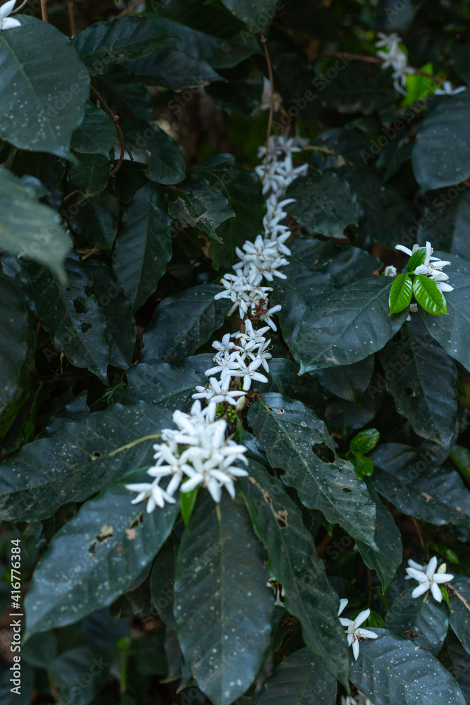 coffee white flower on tree