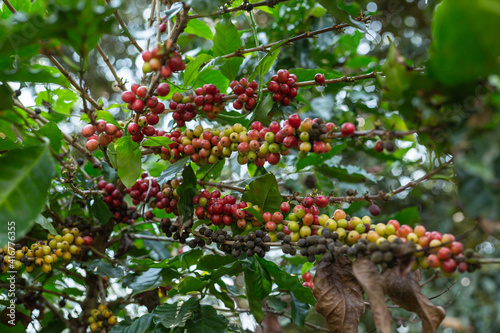 red coffee beans on the tree 