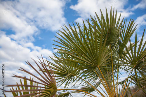 Green palm leaves against a blue sky with white clouds
