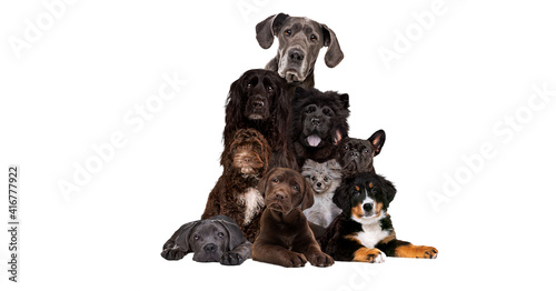 bunch of different dog breeds