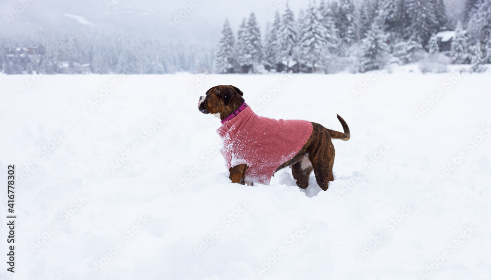 Adorable Boxer Dog playing in a snow covered frozen lake during winter time. Alta Lake, Whistler, British Columbia, Canada. Adorable Boxer Dog playing in a snow covered frozen lake during winter time. Alta Lake, Whistler, British Columbia, Canada.
