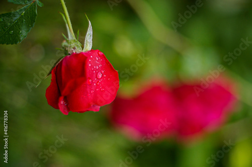 red rose with dew drops