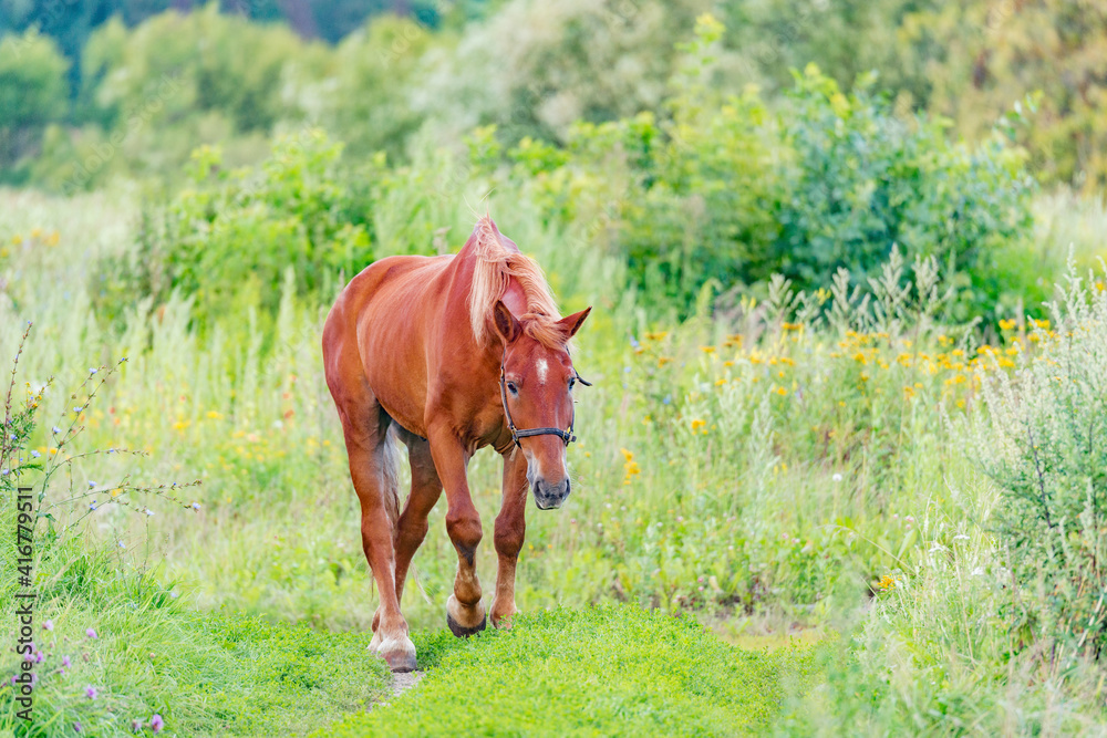 Horse walks on the meadow at sunset time.