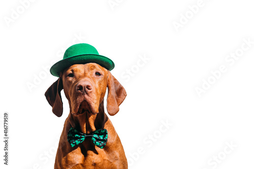 Beautiful red-haired hungarian vizsla dog celebrating st patrick's day on a white background 
