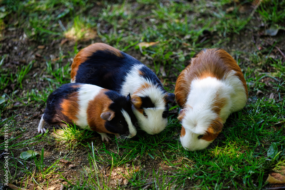 Family of domestic guinea pig (Cavia porcellus) cavy