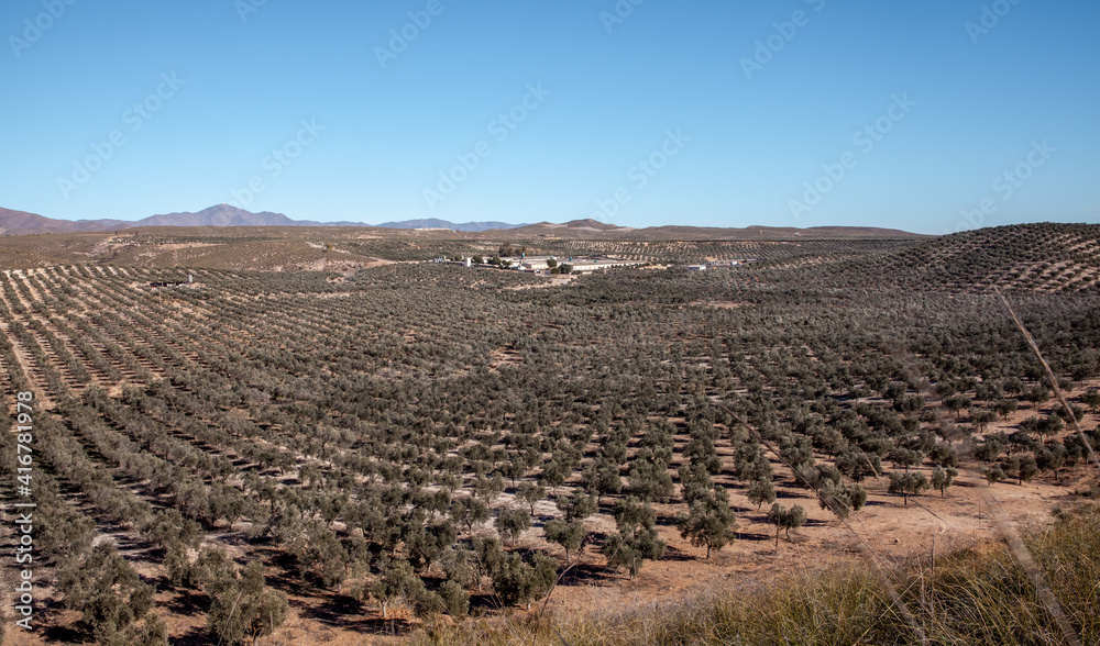 Naklejka premium Olive grove and livestock breeding houses Andalusia Food Agriculture Landscape