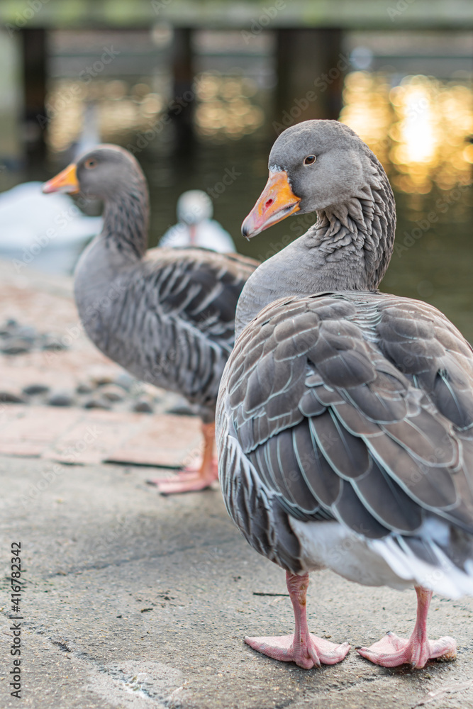 Obraz premium Closeup of beautiful greylag goose walking in the park with other geese behind. Brown patterned big bird looking for food, the largest and bulkiest of the wild geese native to the UK and Europe
