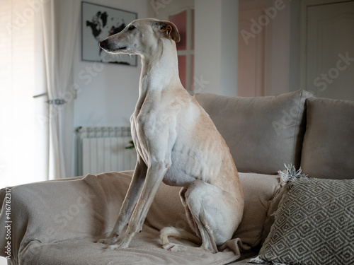 ELEGANT GREYHOUND DOG ON COUCH