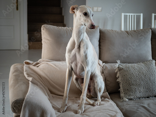 ELEGANT GREYHOUND DOG ON COUCH