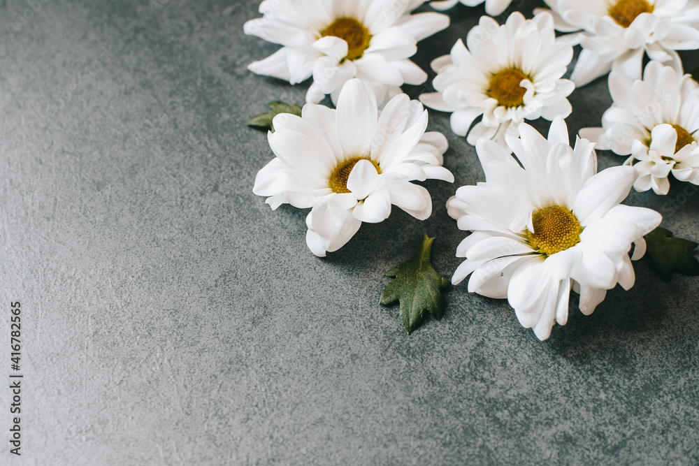 Obraz premium The branches of a blooming chrysanthemum lie on a gray background.Cut flowers. Vintage style. Copy space 