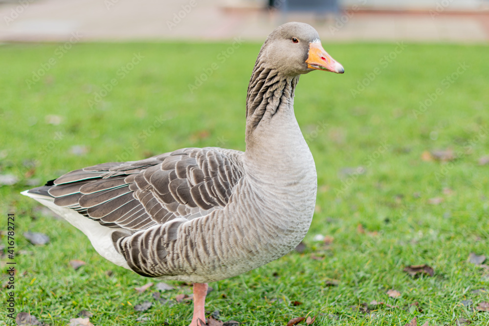 Closeup of beautiful greylag goose walking in the park with other geese behind. Brown patterned big bird looking for food, the largest and bulkiest of the wild geese native to the UK and Europe Closeup of beautiful greylag goose walking in the park with other geese behind. Brown patterned big bird looking for food, the largest and bulkiest of the wild geese native to the UK and Europe