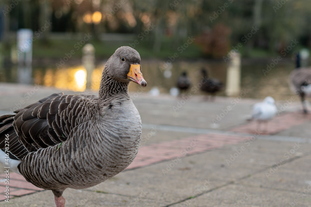 Fototapeta premium Closeup of beautiful greylag goose walking in the park with other geese behind. Brown patterned big bird looking for food, the largest and bulkiest of the wild geese native to the UK and Europe