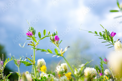 Spring or summer nature background with green grass  wildflowers and bokeh