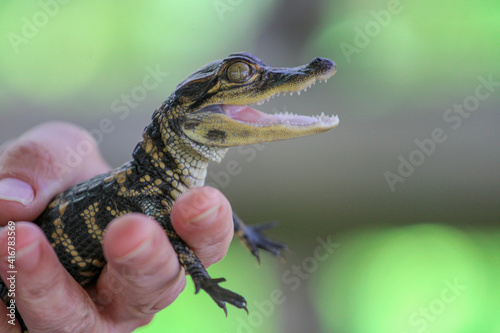 Zoo Keeper holding a baby Alligator 