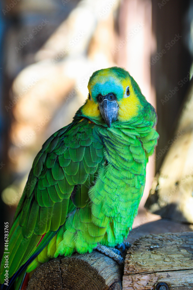 Portrait of a Green Parrot Bird Portrait of a Green Parrot Bird