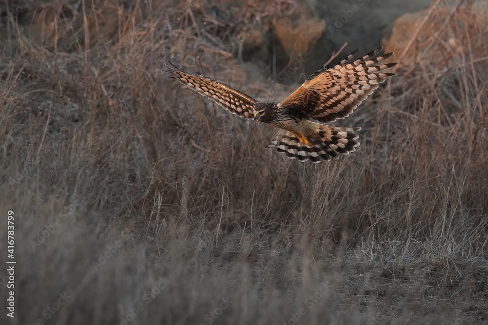 Fototapeta premium Northern harrier. San Diego, California