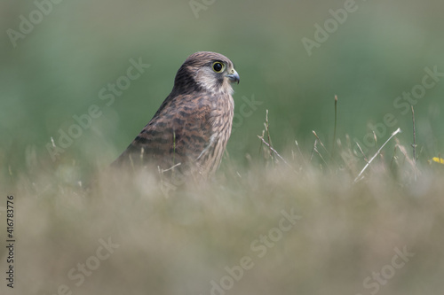 Common kestrel (Falco tinnunculus) in De Biesbosch National Park.