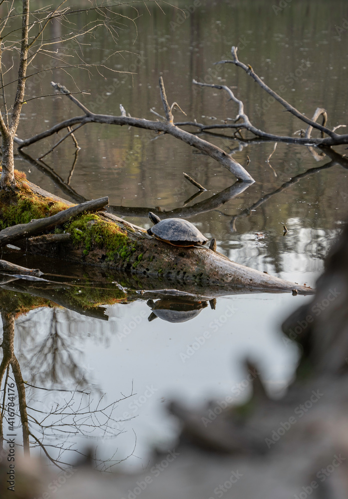 Obraz premium Schildkröte