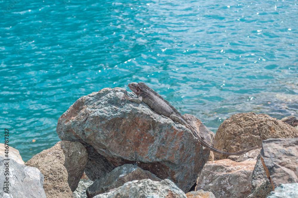 Iguana sunning itself on a rock at the shore.