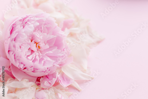 Fototapeta Naklejka Na Ścianę i Meble -  Delicate beautiful pink color floral background. Peony flower and petals. Spring romance tenderness love. Copyspace place for text. Banner postcard. Mother's Day 8 March. Flowering buds bloom flora