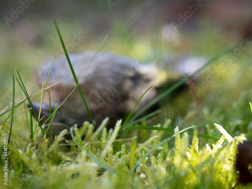 Unscharfer toter, auf dem Rücken im Gras liegender Vogel, Grünfink, Chloris chloris. © Rudolf