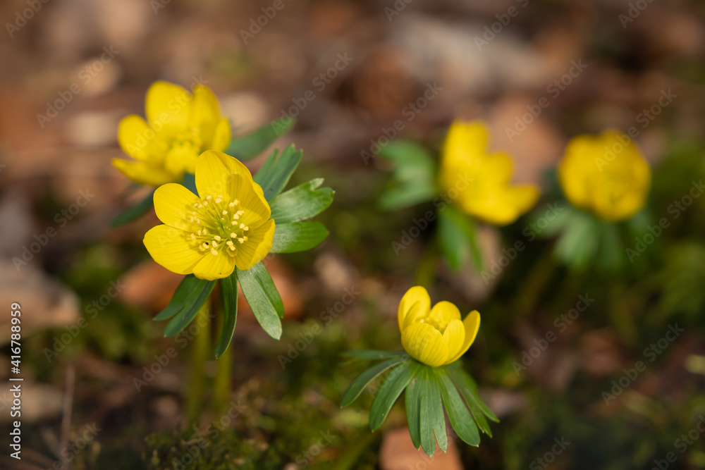 Closeup of winter aconites (Eranthis) growing on natural forest floor. Closeup of winter aconites (Eranthis) growing on natural forest floor.