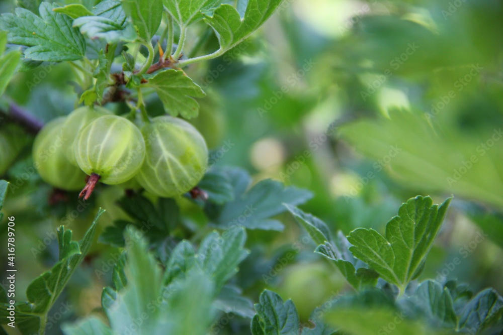 green gooseberries on a bush in the summer garden green gooseberries on a bush in the summer garden