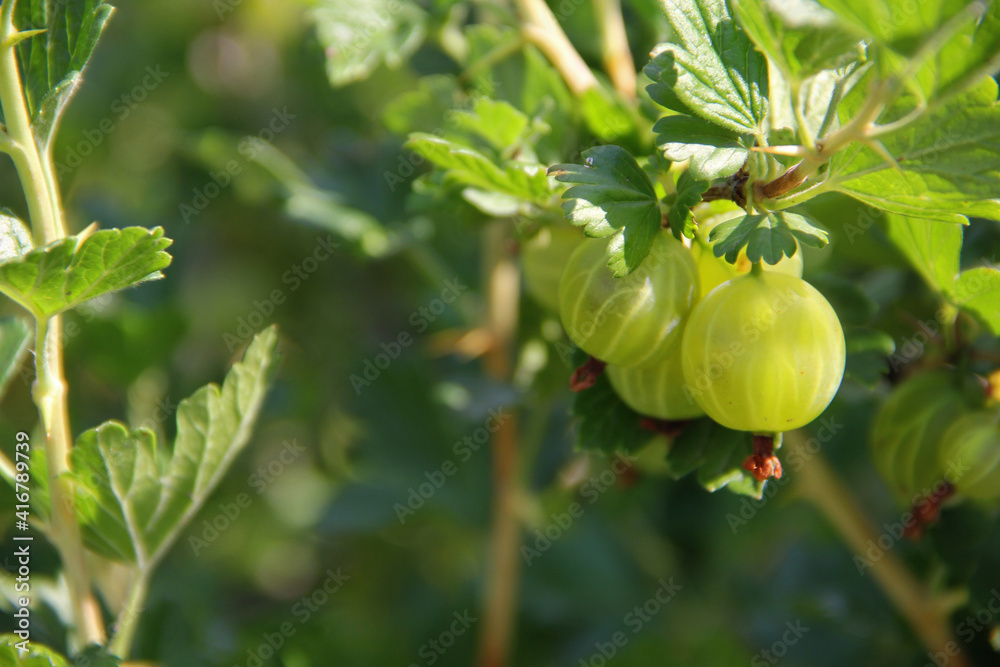 Fototapeta premium green gooseberries on a bush in the summer garden