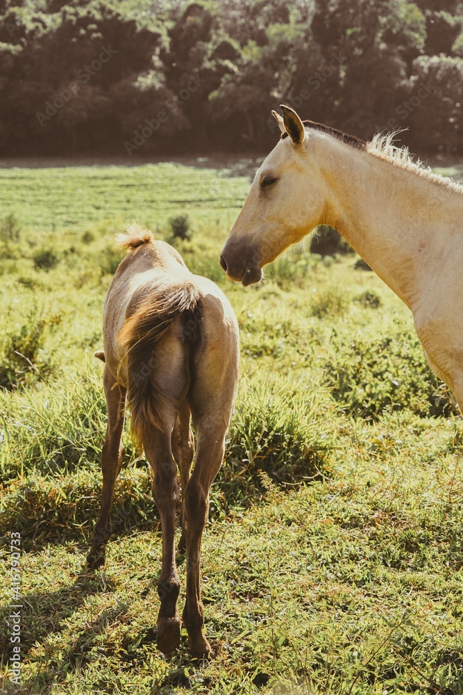 portrait of a horse in the field portrait of a horse in the field