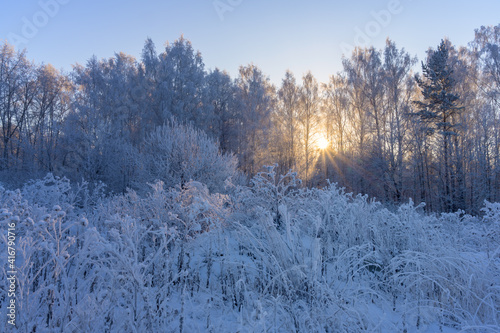 Sunrise in a snowy forest. After a frosty night, the forest and tall grass were covered with white fluffy frost. Everything around became white and clean. Bright yellow sun peeking through the branche