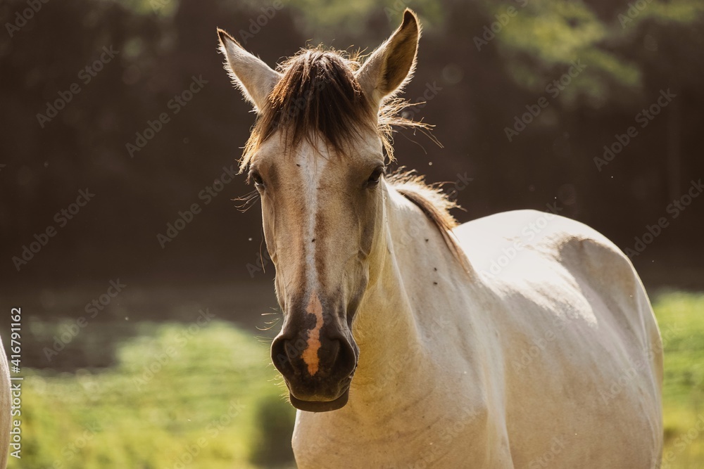 Obraz premium portrait of a horse in the field
