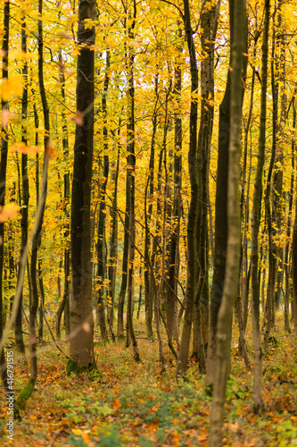 Wald im Herbst