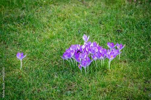 springtimes first crocuses photo