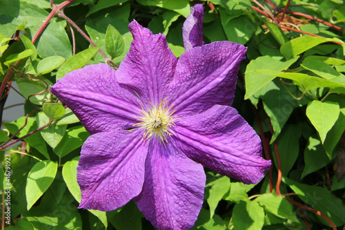 flower in the garden