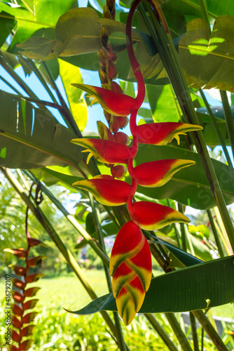 Tropical plant Heliconia rostrata, also known as hanging lobster claw in a landscape garden in Rantepao on the island of Sulawesi. This plant has downward-facing flowers photo