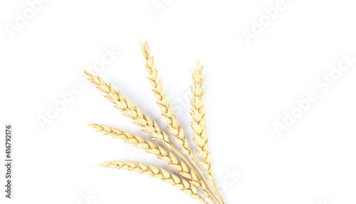 Golden wheat on a white background. Close up of ripe ears of wheat.