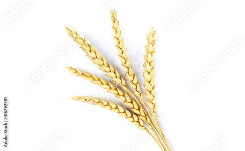 Golden wheat on a white background. Close up of ripe ears of wheat.