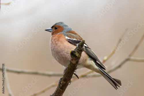 The Common chaffinch is sitting on the branch of the tree in spring
