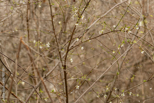 Tree blossoms during unexpected snowfall in spring.