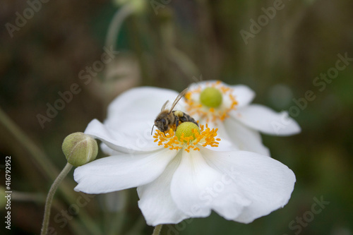 Biene auf weißer Blume