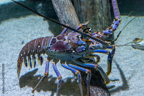 Lobster at the aquarium