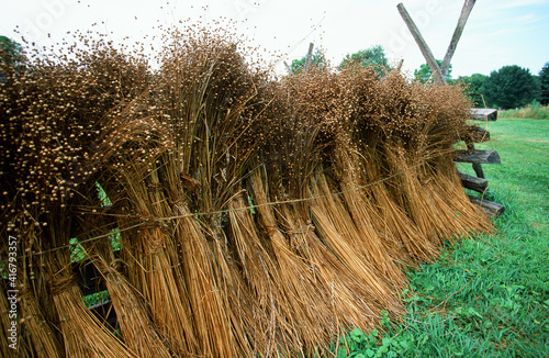 Wheat Sheaves  Stacked on a Fence After Traditional Harvest Methods photo