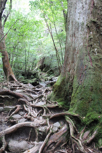 Hiking in Yakushima, Arakawa Trail / 屋久島でのハイキング, あらかわのコース 