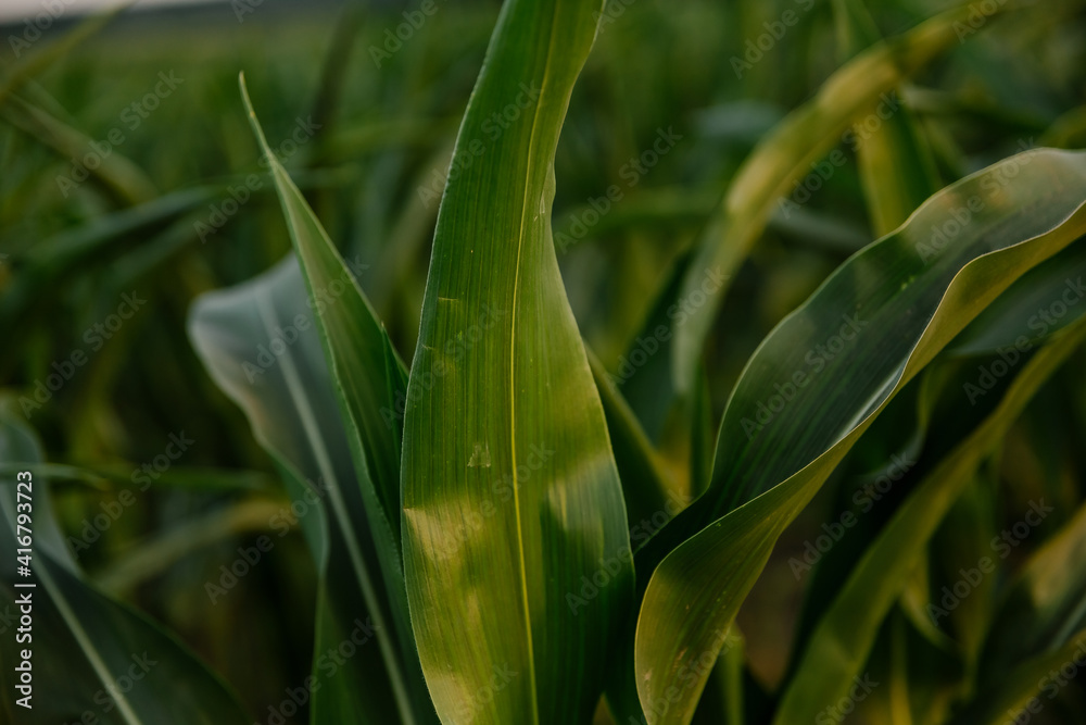 A green field of corn growing up A green field of corn growing up
