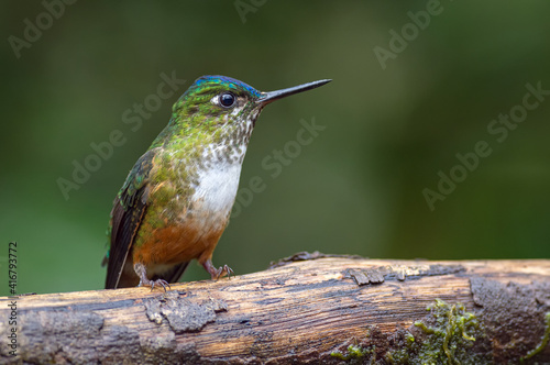 Side portrait of a hummingbird on a tree trunk photo